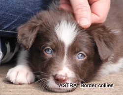 Red and white male, Medium to Rough coated, Border collie puppy
